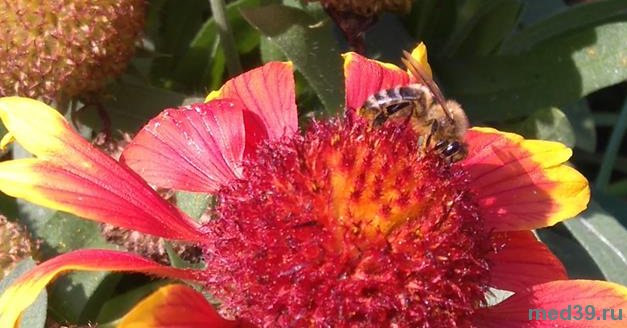 Лечение атеросклероза пчелами