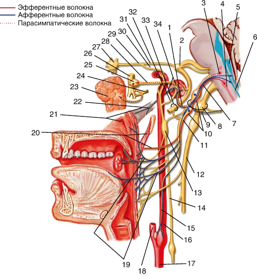 языкоглоточный нерв