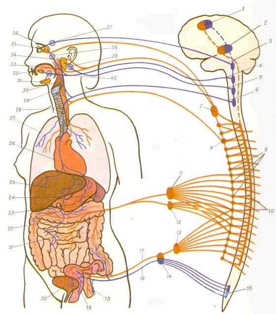 вегетативная нервная система человека