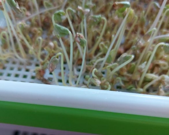 Контейнер для выращивания микрозелени