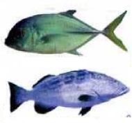 Отравления рыбой