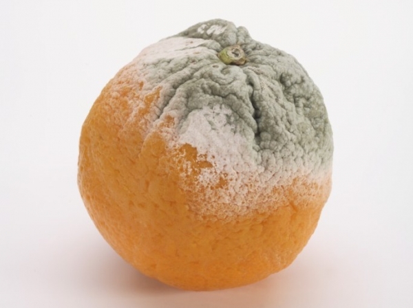 Плесень на продуктах - вредно или нет?