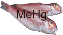 Метилртуть в рыбе. Сколько и где?