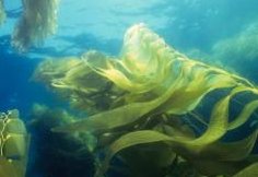 Морские водоросли в борьбе с лишним весом