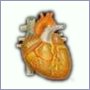 Клетки сердца могут регенерироваться
