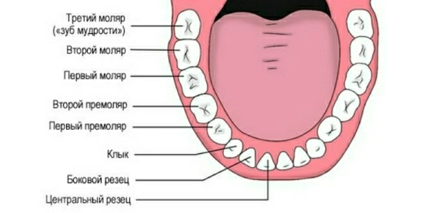 где находятся зубы моляры