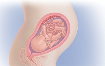 беременность 29 недель, фото