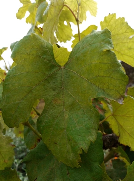Лечение листьями винограда